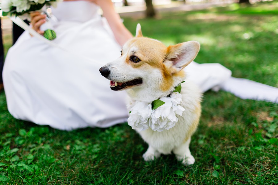 A corgi wearing a white floral collar at a wedding